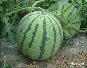 免费吃瓜的平台,畅享娱乐盛宴，轻松解锁精彩瞬间  第3张