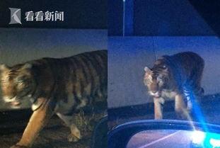 最新爆料斩虎事件视频播放,惊心动魄的生死较量  第1张