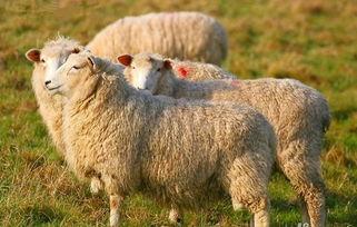 娱乐吃瓜酱羊,揭秘娱乐圈那些不为人知的幕后故事 第3张 娱乐吃瓜酱羊,揭秘娱乐圈那些不为人知的幕后故事 第3张